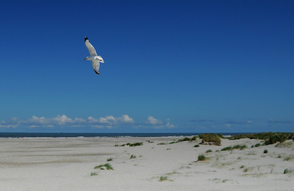 Seagull Bird photo