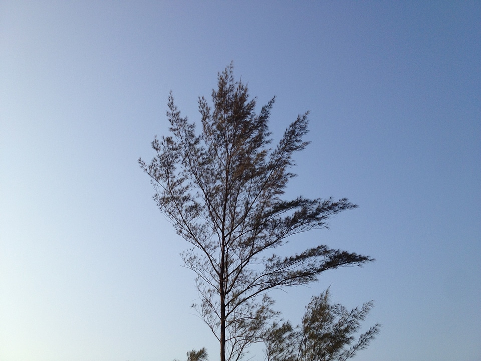 Tree wind branches