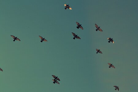 Birds Flying