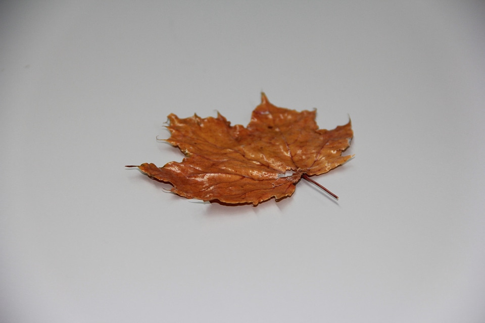 Fall leaves leaf autumn