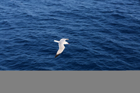 Water Seagull photo