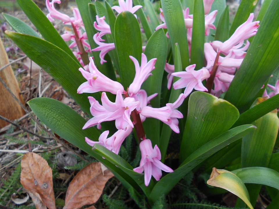 Leaves spring plant