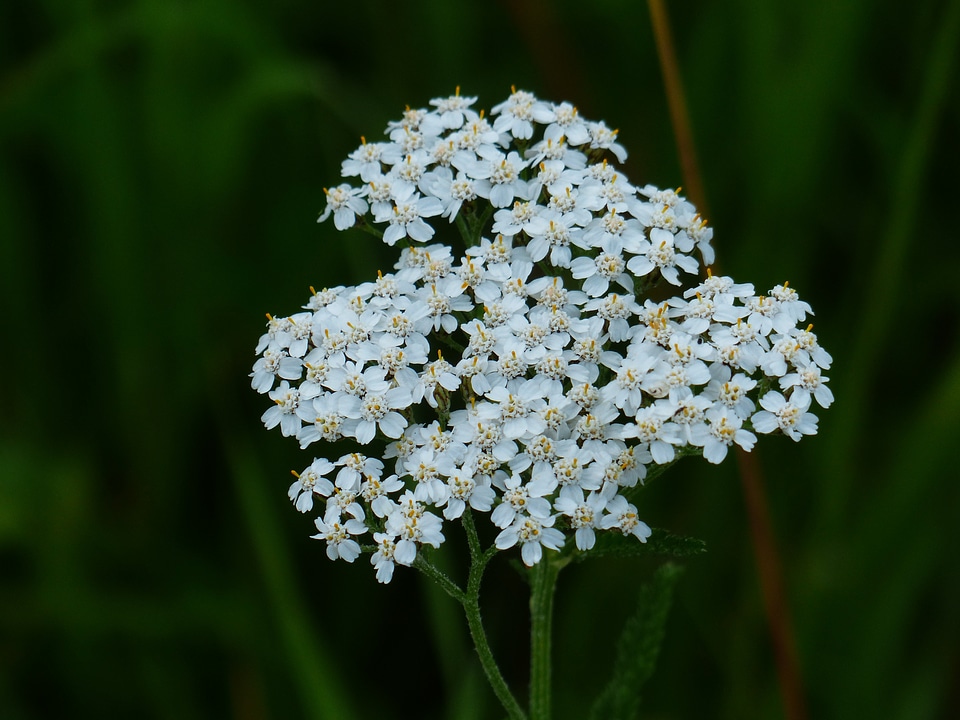 White flower pointed flower photo