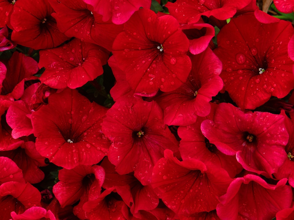 Flower nature beauty