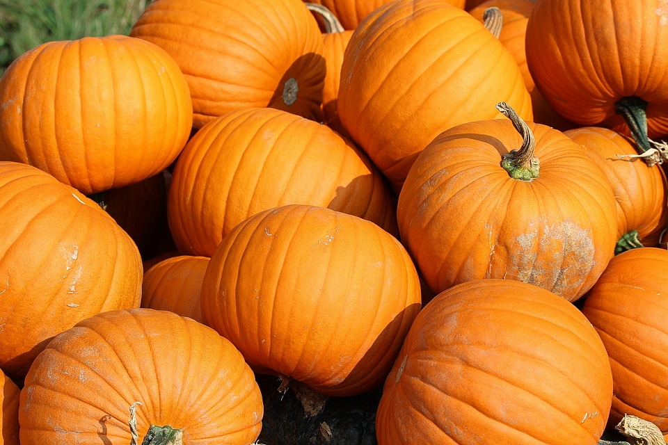 Food cucurbita choice choose