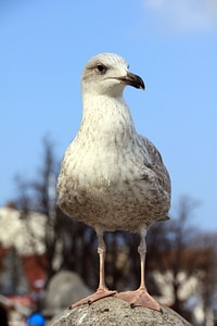 Animal seagull bird photo