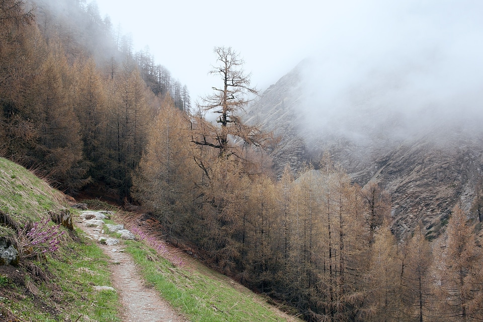 Misty cloudy forest