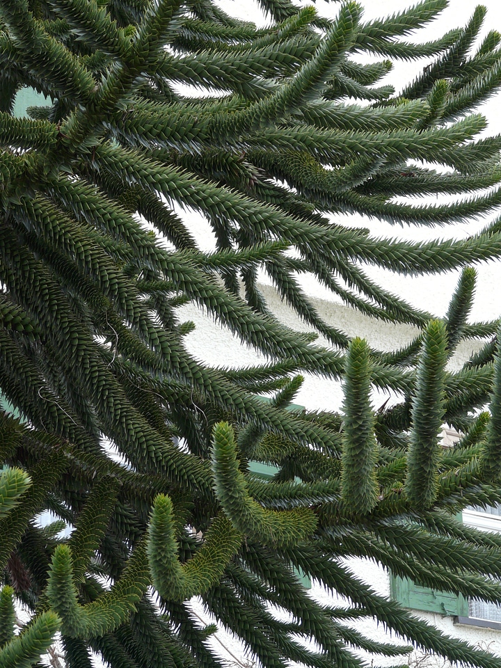 Branch branches araucaria