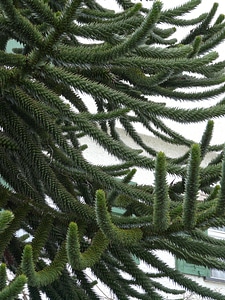 Branch branches araucaria