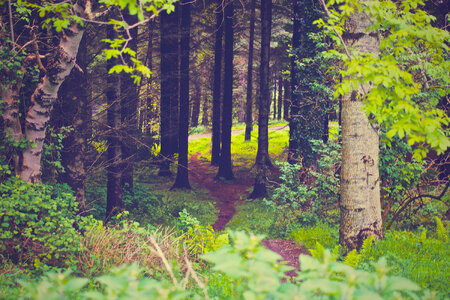 Green Forest photo