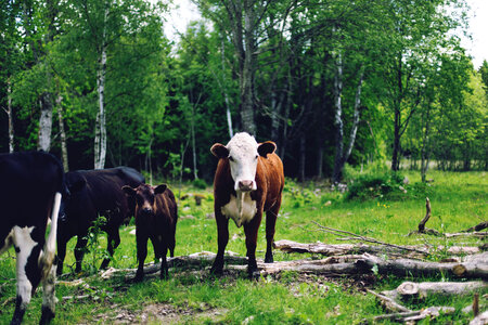 Cows Animals photo