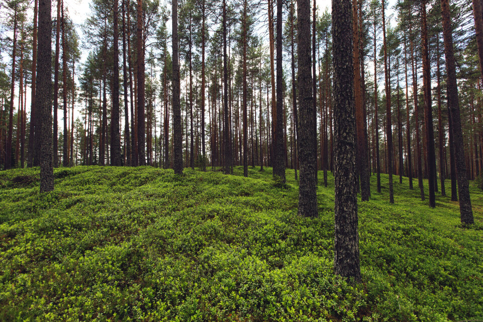 Forest Trees photo