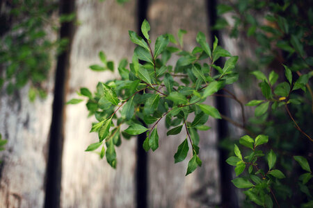 Green Plants