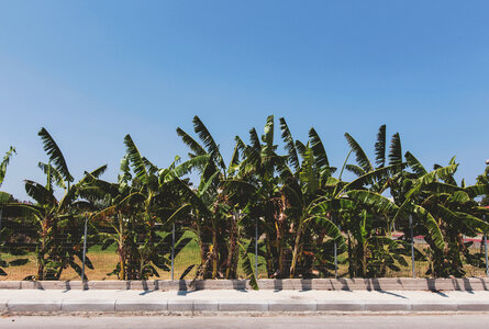 Trees Fence