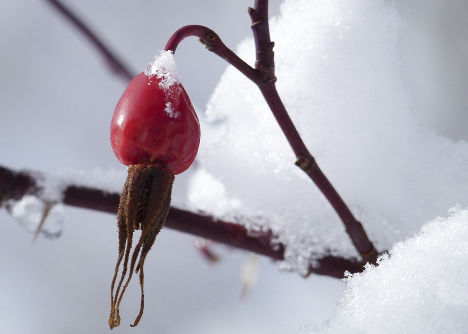 Rose hip withered frozen
