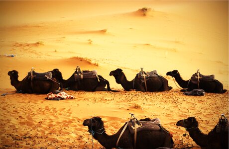 Camels Desert photo