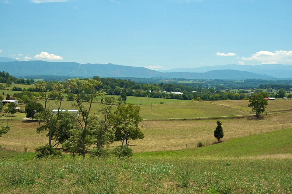 Trees country nature