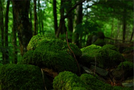 Green Moss photo