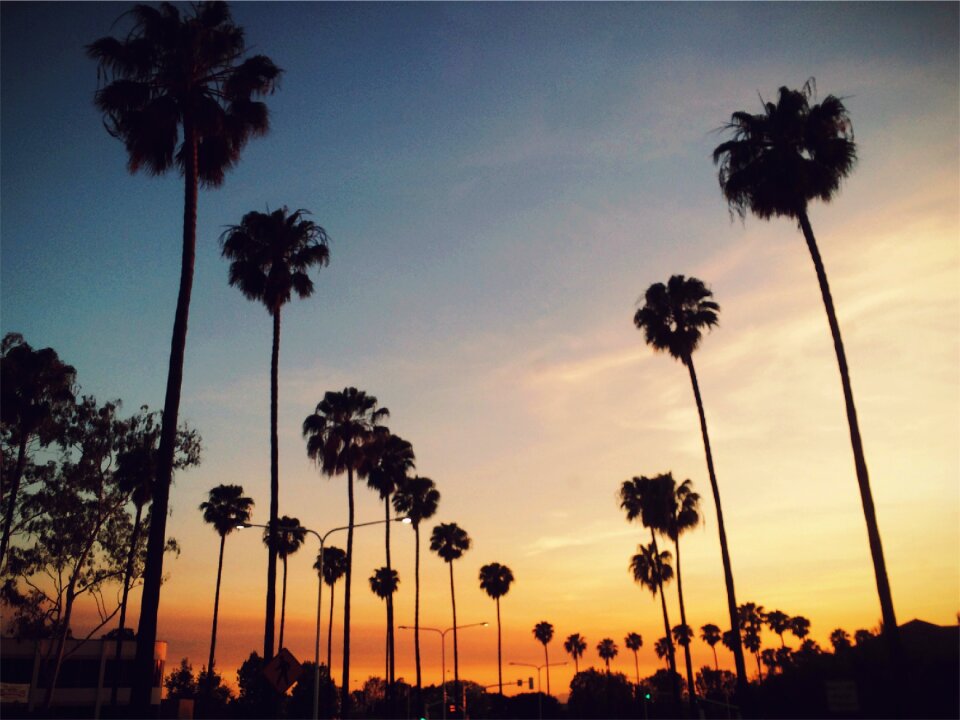 Palm Trees Sunset photo