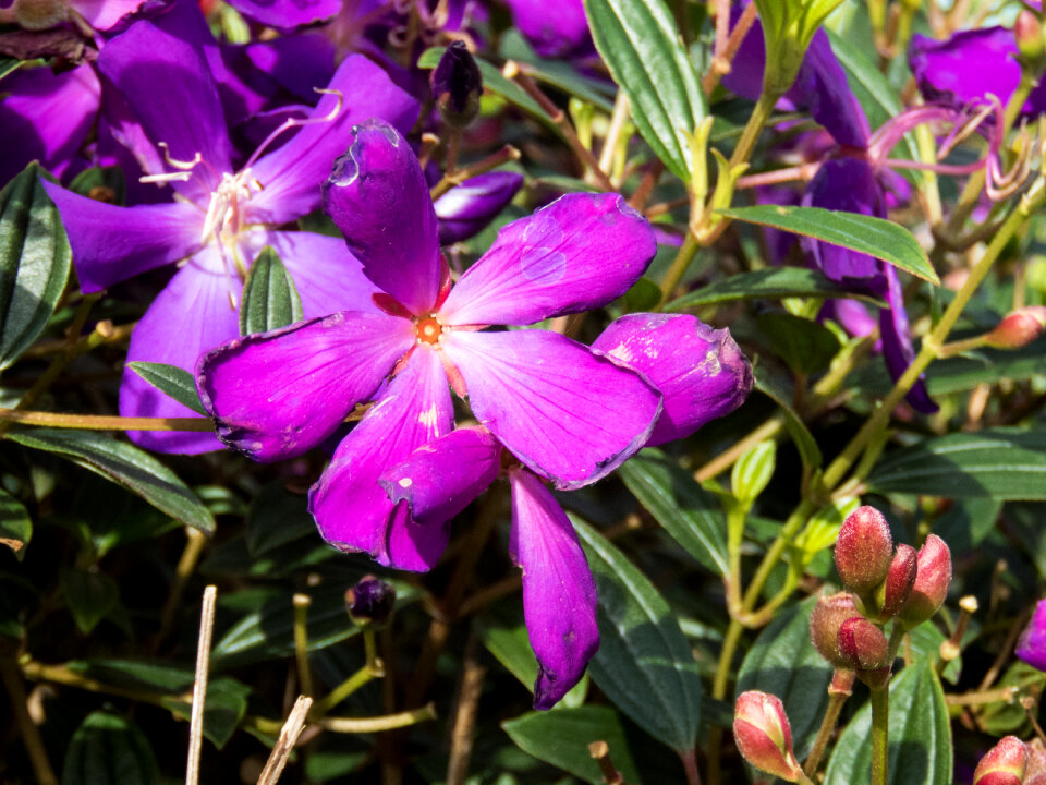 Purple Flowers photo