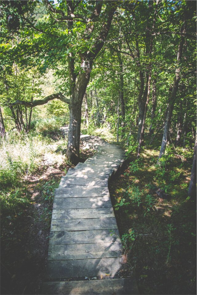 Wood Path photo