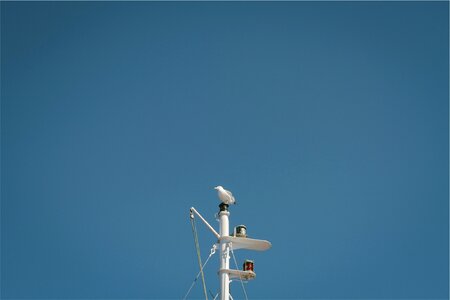 Mast Bird