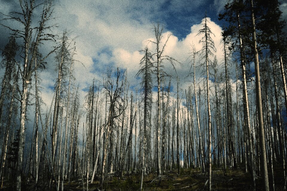 Trees Forest