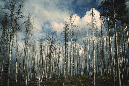 Trees Forest