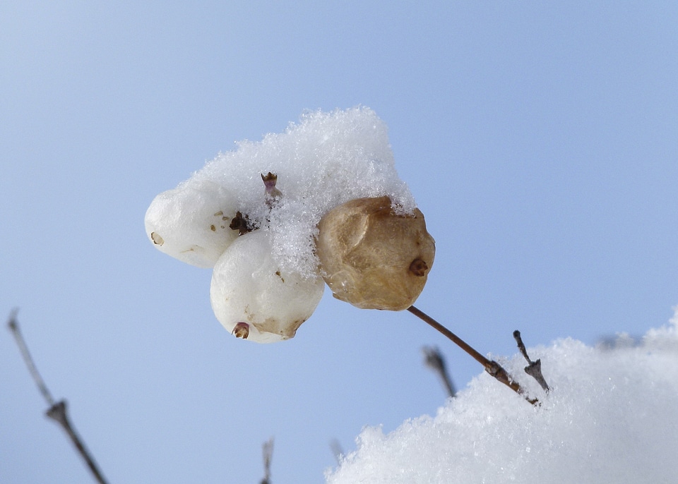 Season common snowberry berries