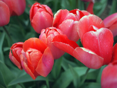 Red Tulips photo