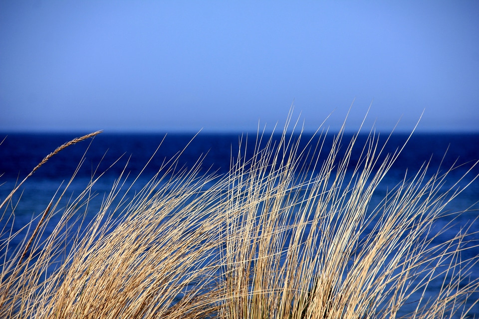 Grass dunes marram grass