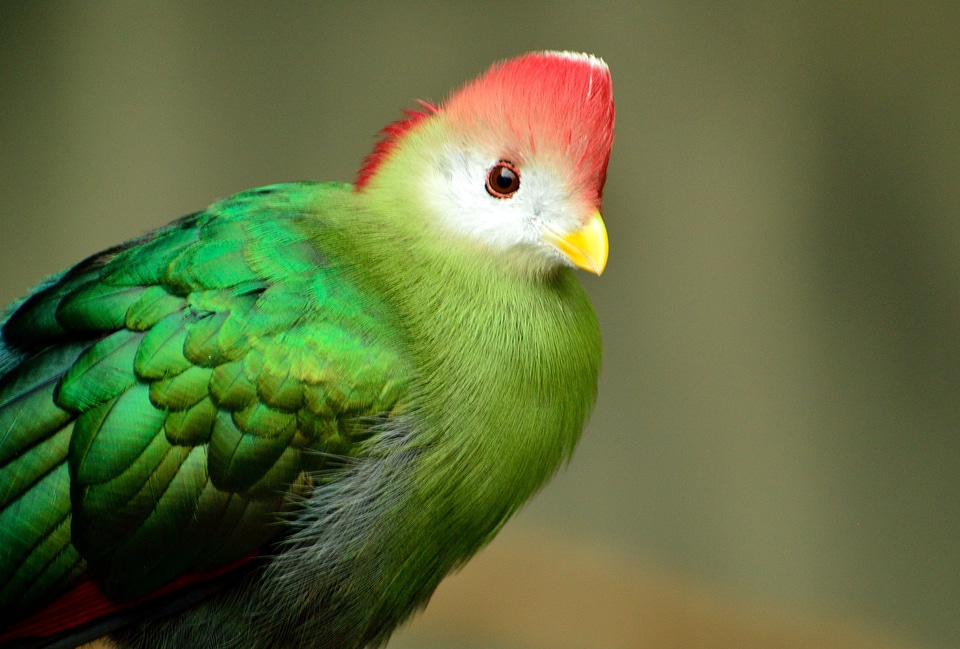 Exotic wildlife colorful