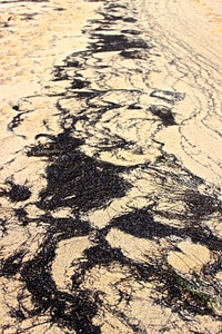 Sea grass pattern sand beach