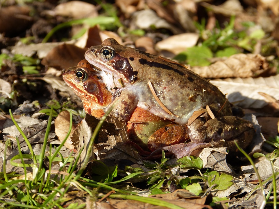 Water pairing animal
