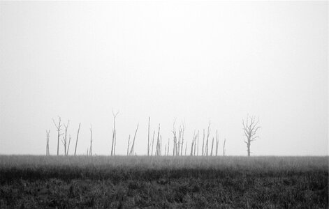 Grass Field
