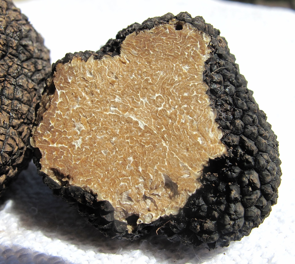 Delicacy tuber mushroom genus