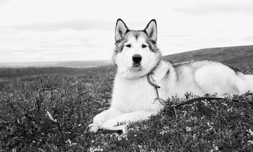 Alaskan Malamute photo