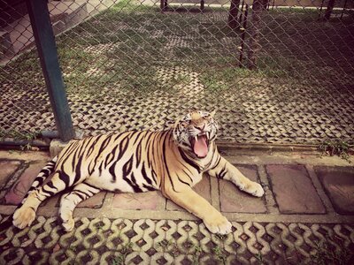 Tiger Roar photo
