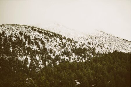 Trees Hills