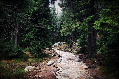 Trail Path