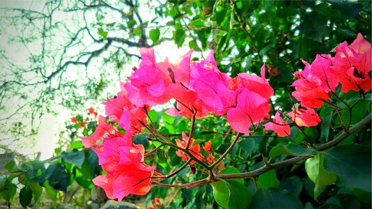 Bougainvillea Flower photo
