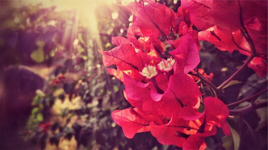 Bougainvillea Flowers photo