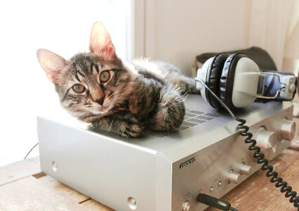 Cat Amplifier photo