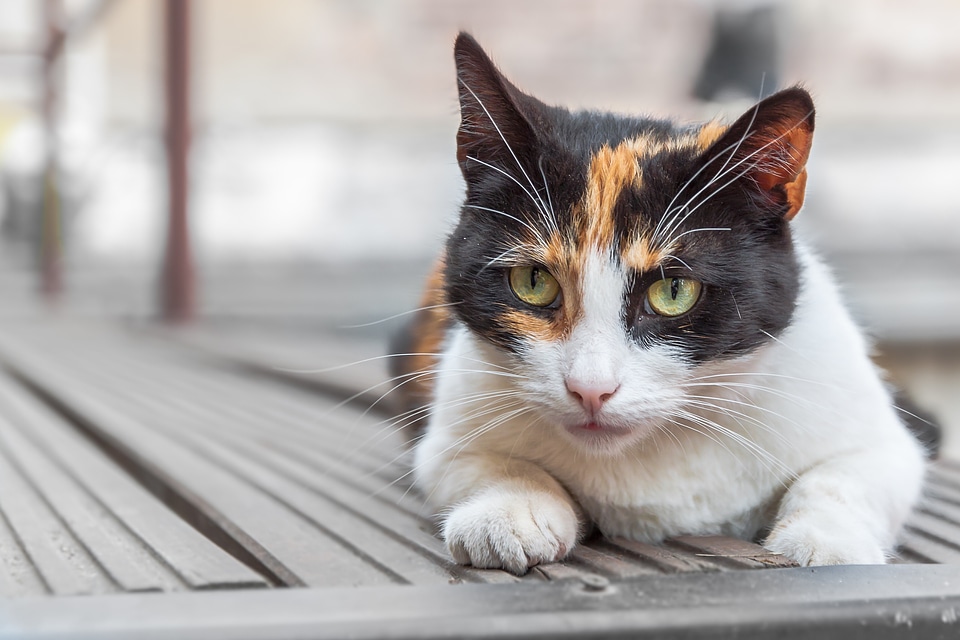 Animal portrait cat open aperture