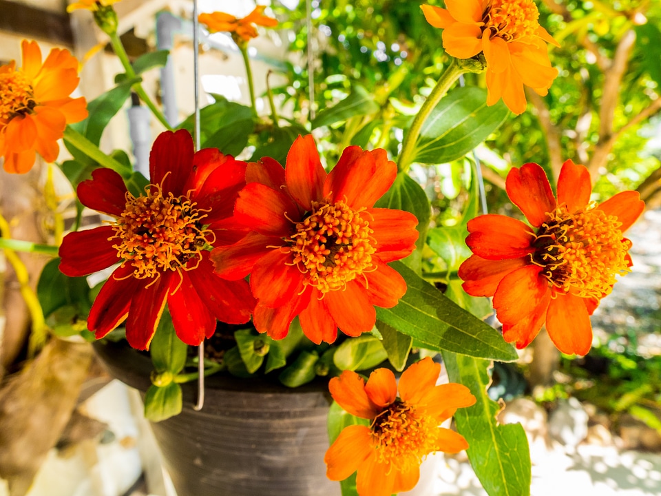 Flowers red orange