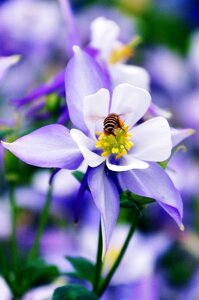 Flower Bee photo