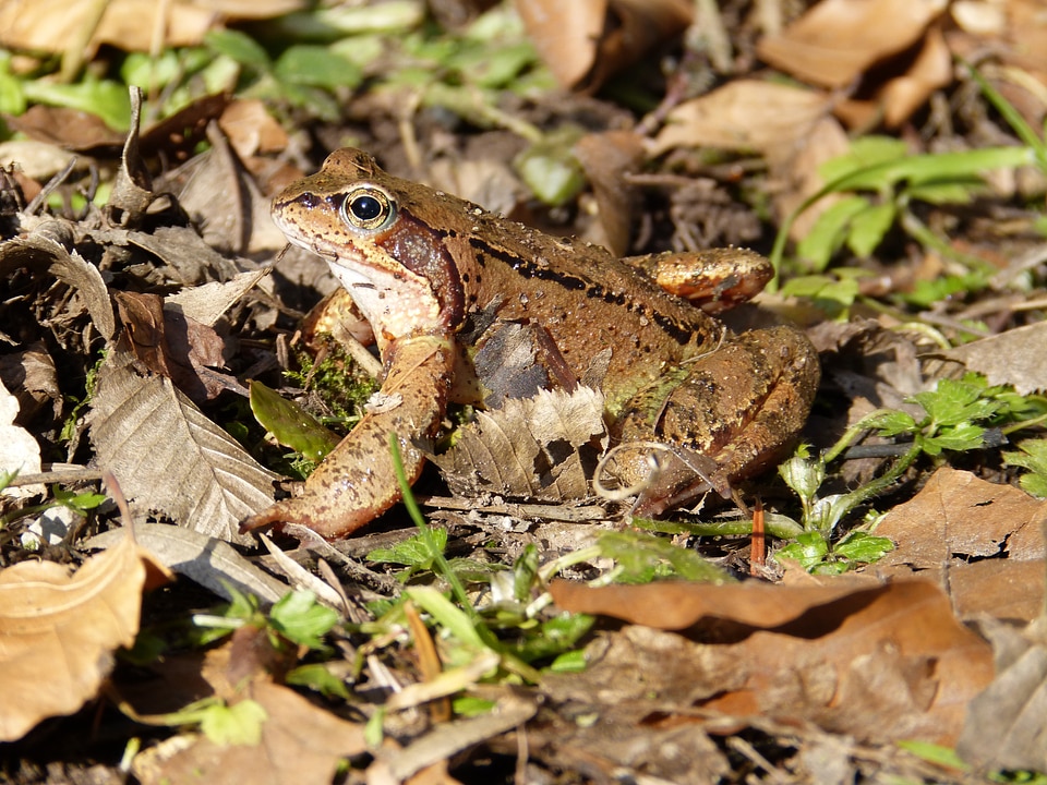 Amphibian water animal
