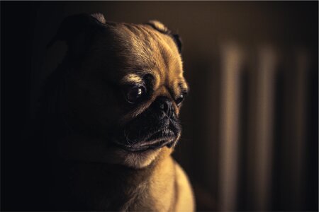 Pug Dog photo