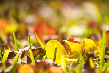 Fall Nature