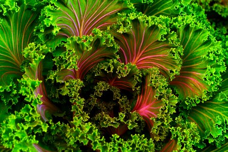 Green Kale photo